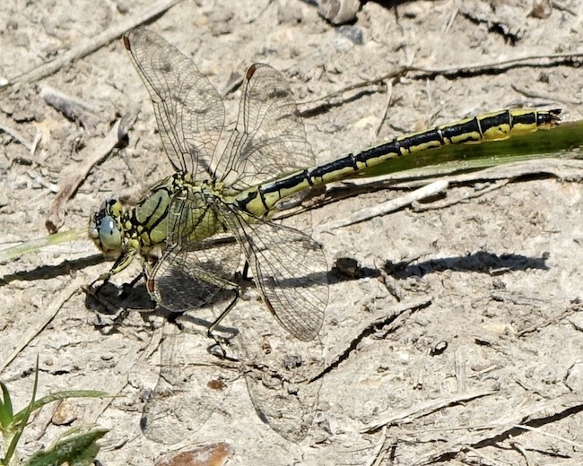 western clubtail